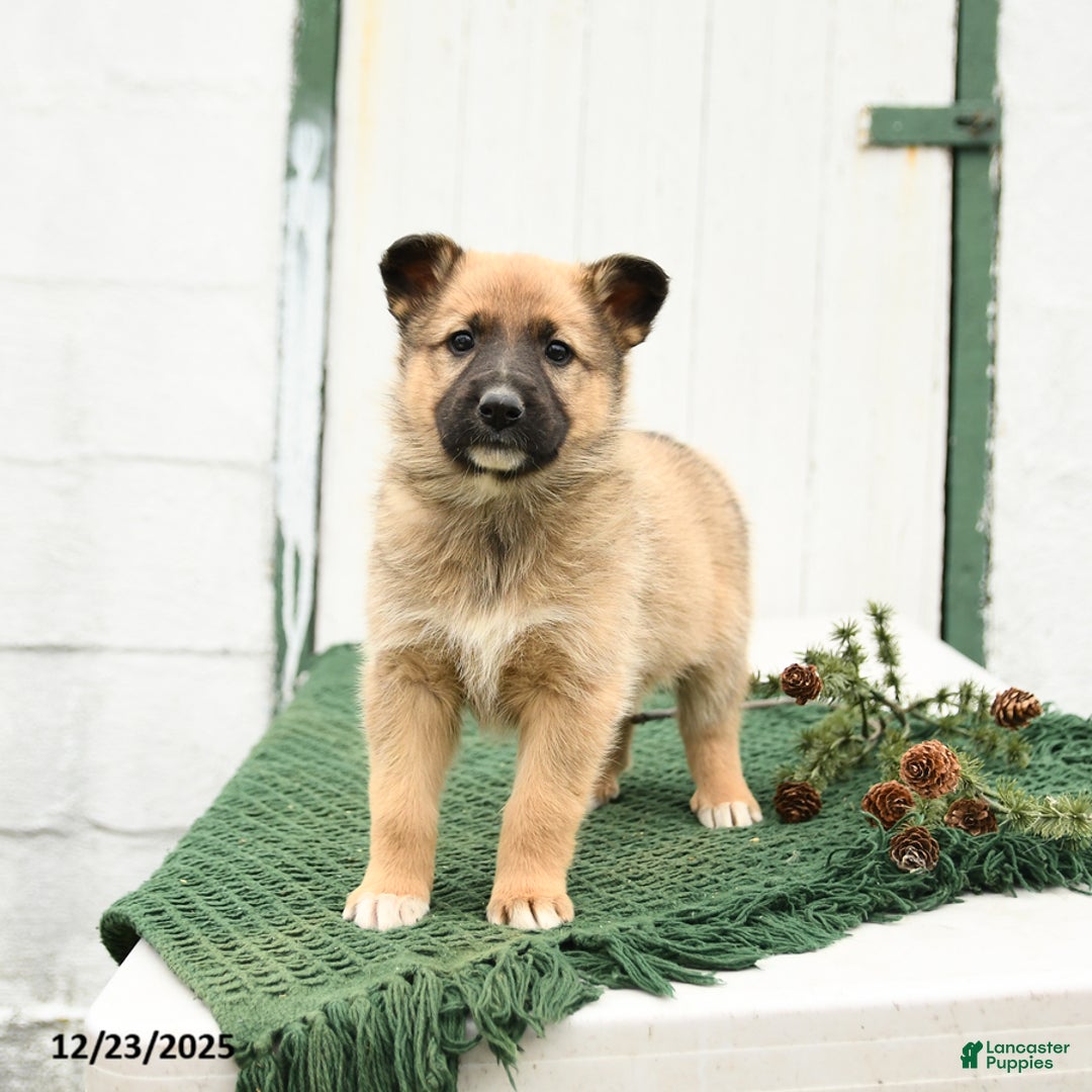 Mixed Breed dogs for sale: Bailey - Ad 3