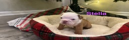 English Bulldog dogs for sale: Stella - Ad 2