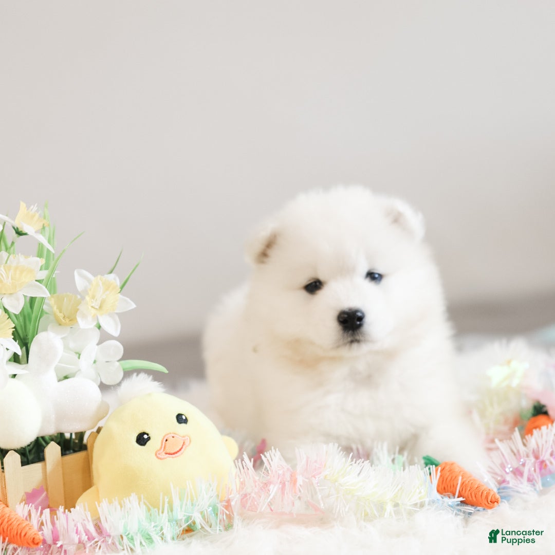 Samoyed dogs Sprout  - Ad 1