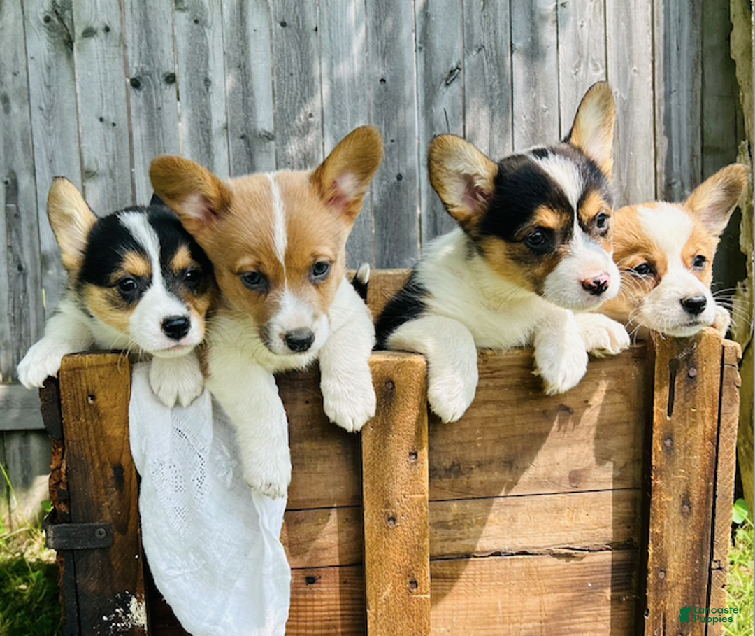 Corgi When Can I Start Leaving My Dog Out Of The Crate Can I Leave My