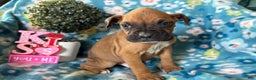 Boxer dogs for sale: Pablo - Ad 2