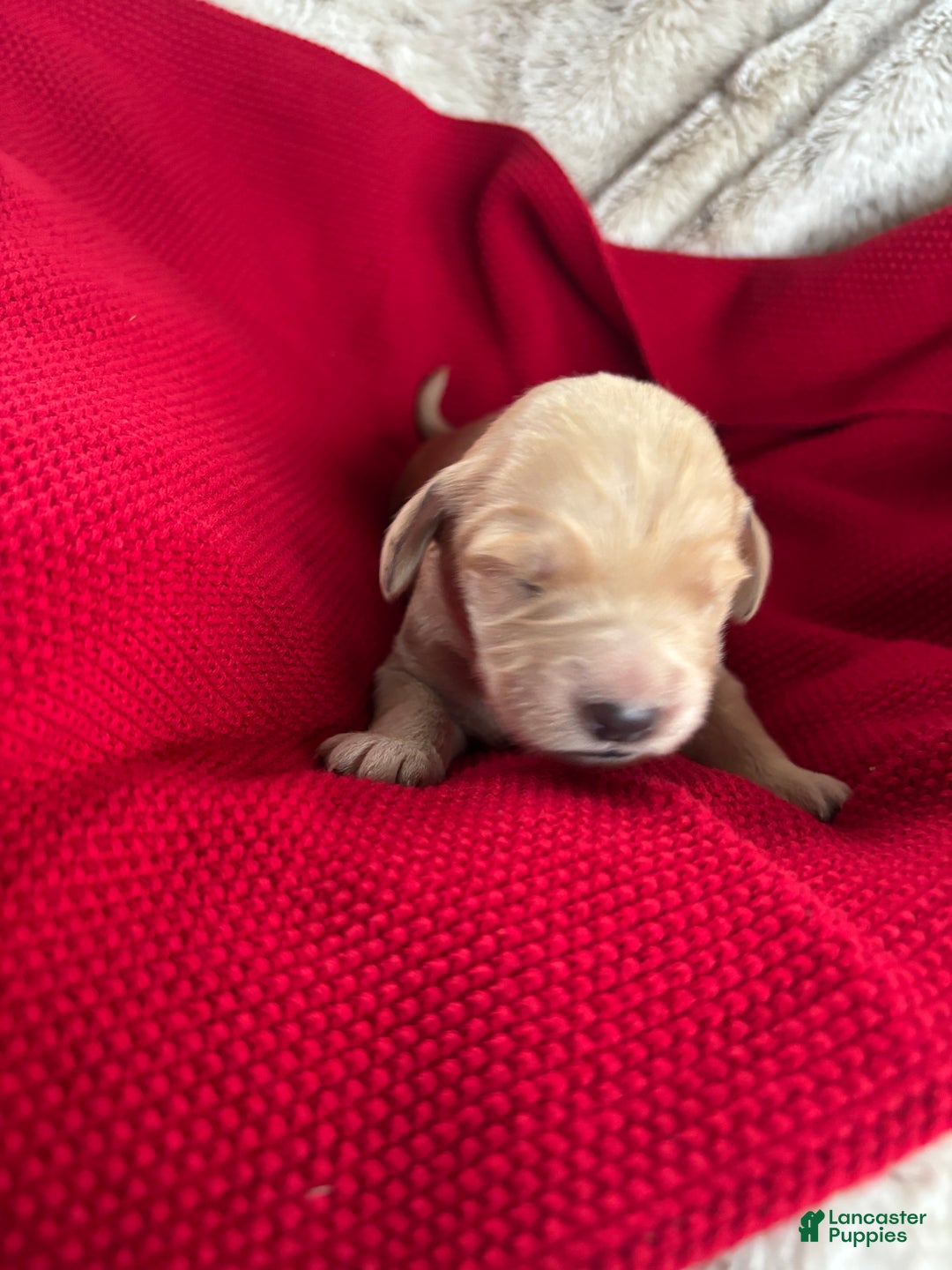 Goldendoodle dogs for sale: Caramel - Ad 8