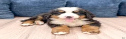 Bernese Mountain Dog dogs for sale: Mason - Ad 3