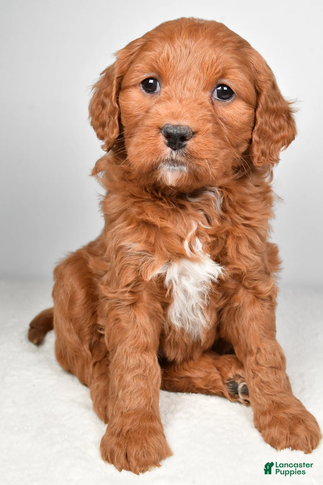 Mini Goldendoodle dogs for sale: Bailey - Ad 4