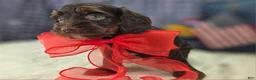 Cockapoo dogs for sale: Meeko - Ad 13