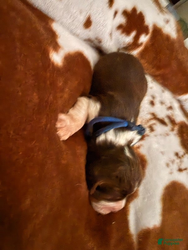 English Springer Spaniel dogs Blue boy liver Tri tick-Male - Ad 1