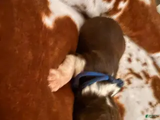 English Springer Spaniel dogs for sale: Blue boy liver Tri tick-Male - Ad 3