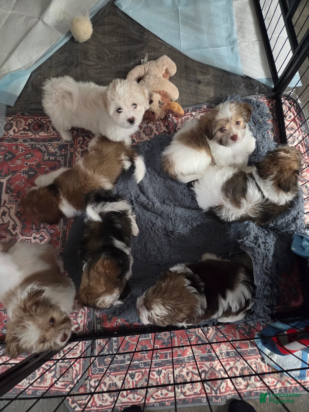Havanese dogs for sale: Havanese Puppy 6-Karma - Ad 3