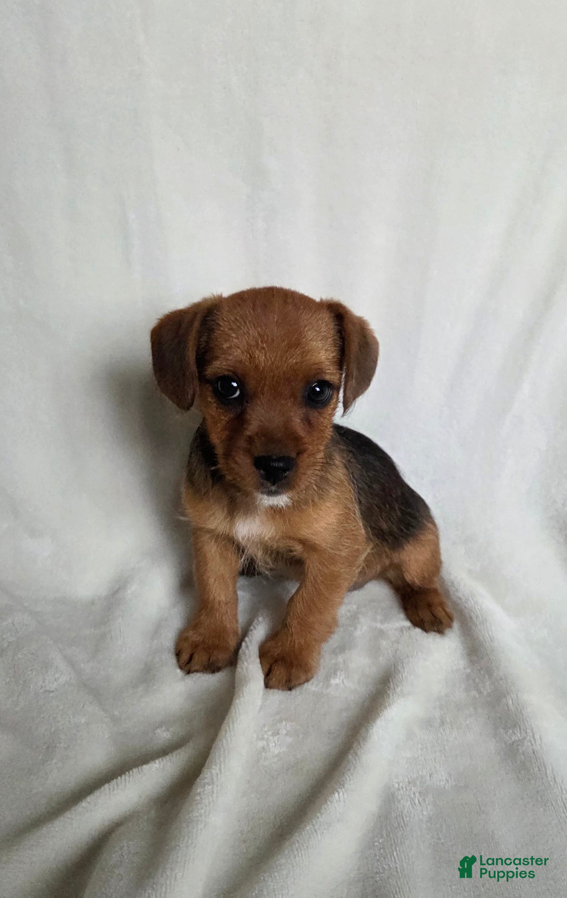 Mixed Breed dogs Buttons - Ad 1