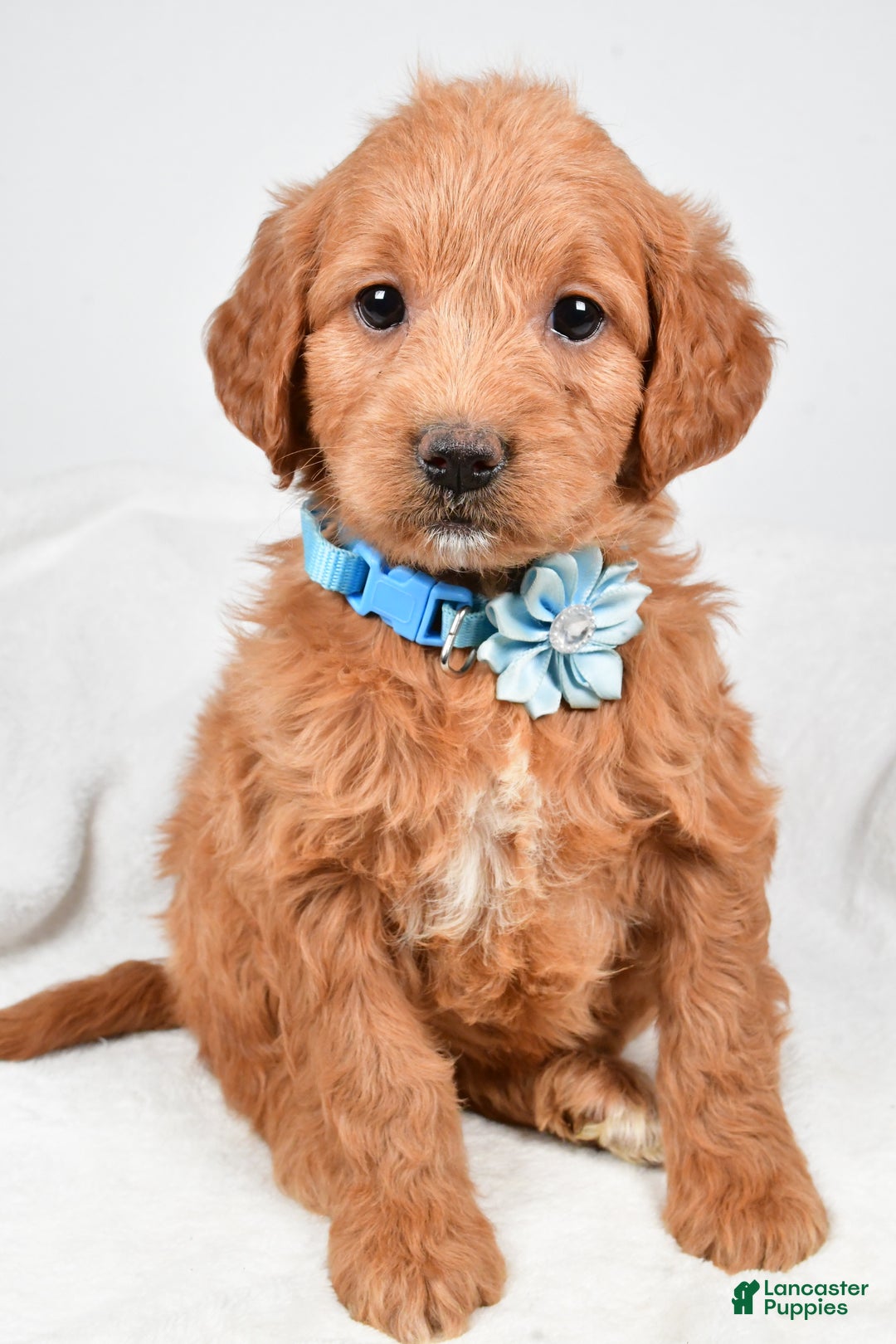 Mini Goldendoodle dogs for sale: Brooklyn - Ad 7