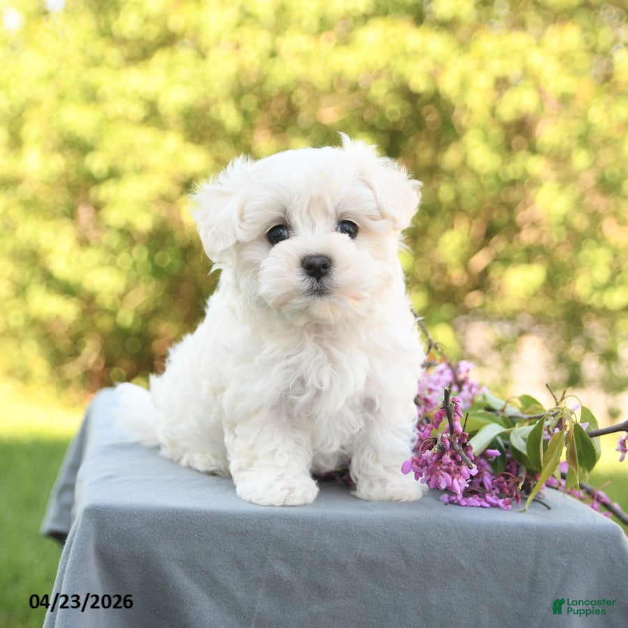 Maltese dogs London - Ad 2