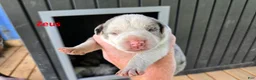 Catahoula Leopard Dog dogs for sale: Zeus - Male (white merle)  - Ad 2