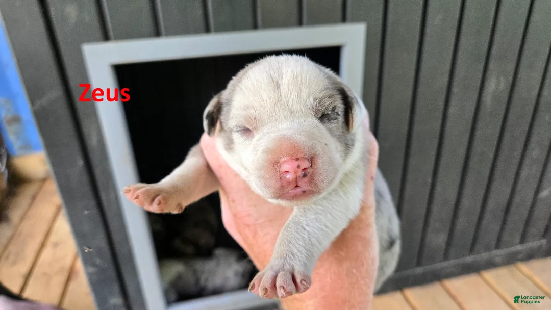 Catahoula Leopard Dog dogs for sale: Zeus - Male (white merle)  - Ad 2