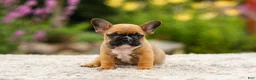 French Bulldog dogs for sale: Grace - Ad 8
