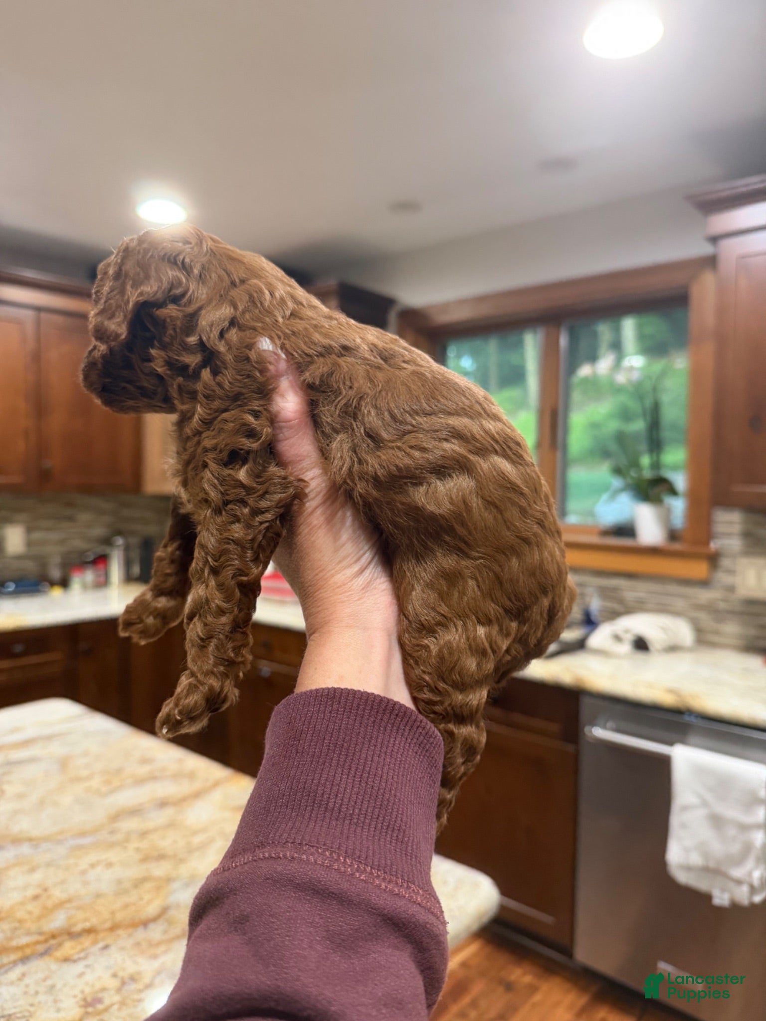 Toy Poodle dogs Walker - Ad 2