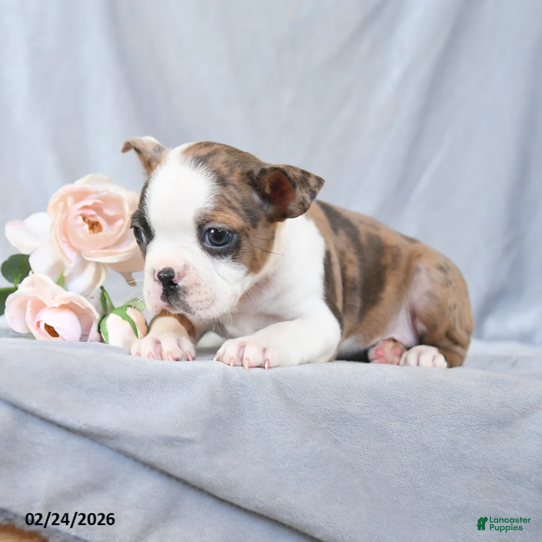 Boston Terrier dogs for sale: Frank  - Ad 5