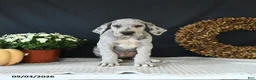 Great Dane dogs for sale: Bo  - Ad 10