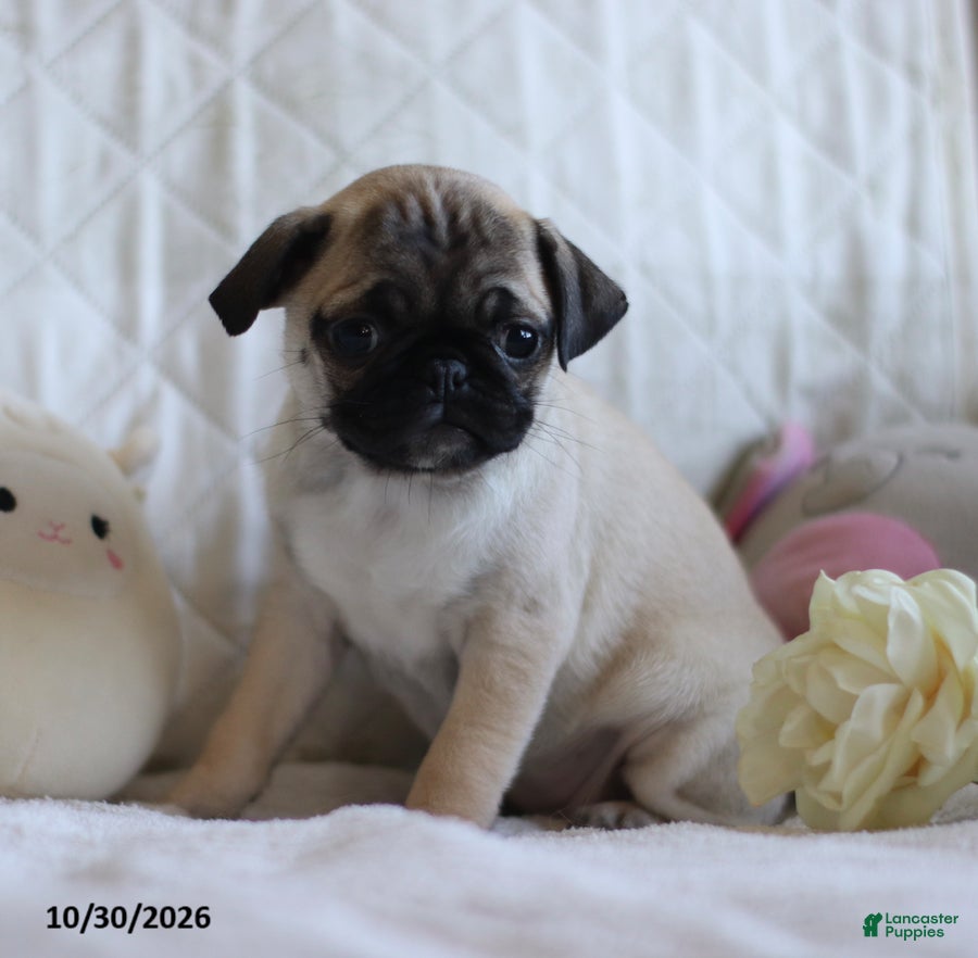 Pug dogs for sale: Polly - Ad 2