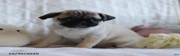 Pug dogs for sale: Polly - Ad 2