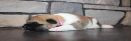 Akita dogs for sale: AKC Piper - Ad 8