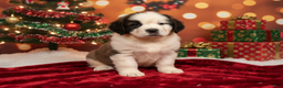 Saint Bernard dogs for sale: Royal - Ad 1