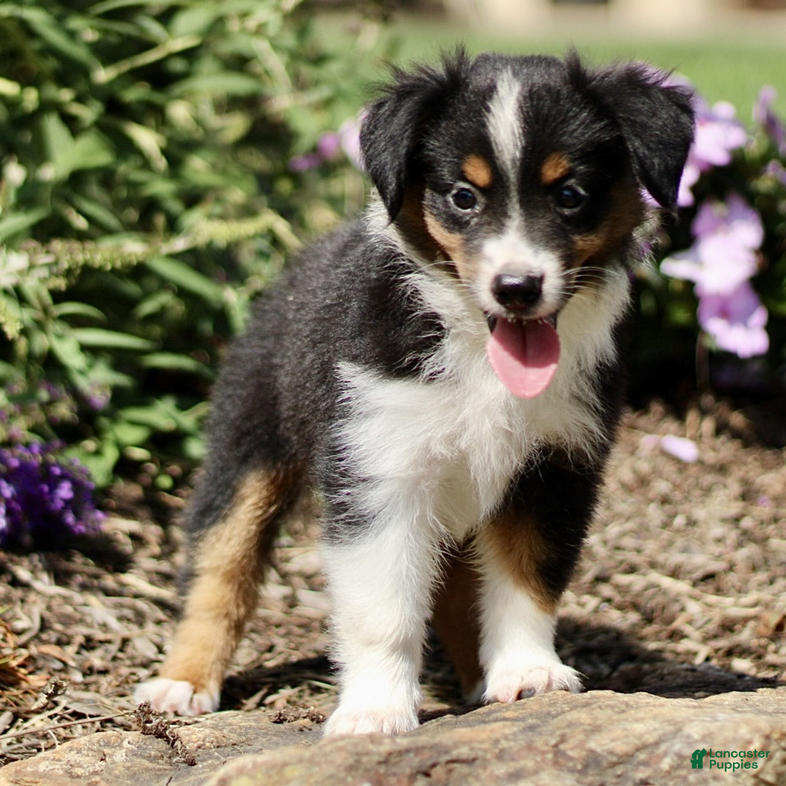 Miniature Australian Shepherd dogs Tori  - Ad 2
