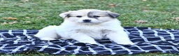 Great Pyrenees dogs for sale: Janie - Ad 7