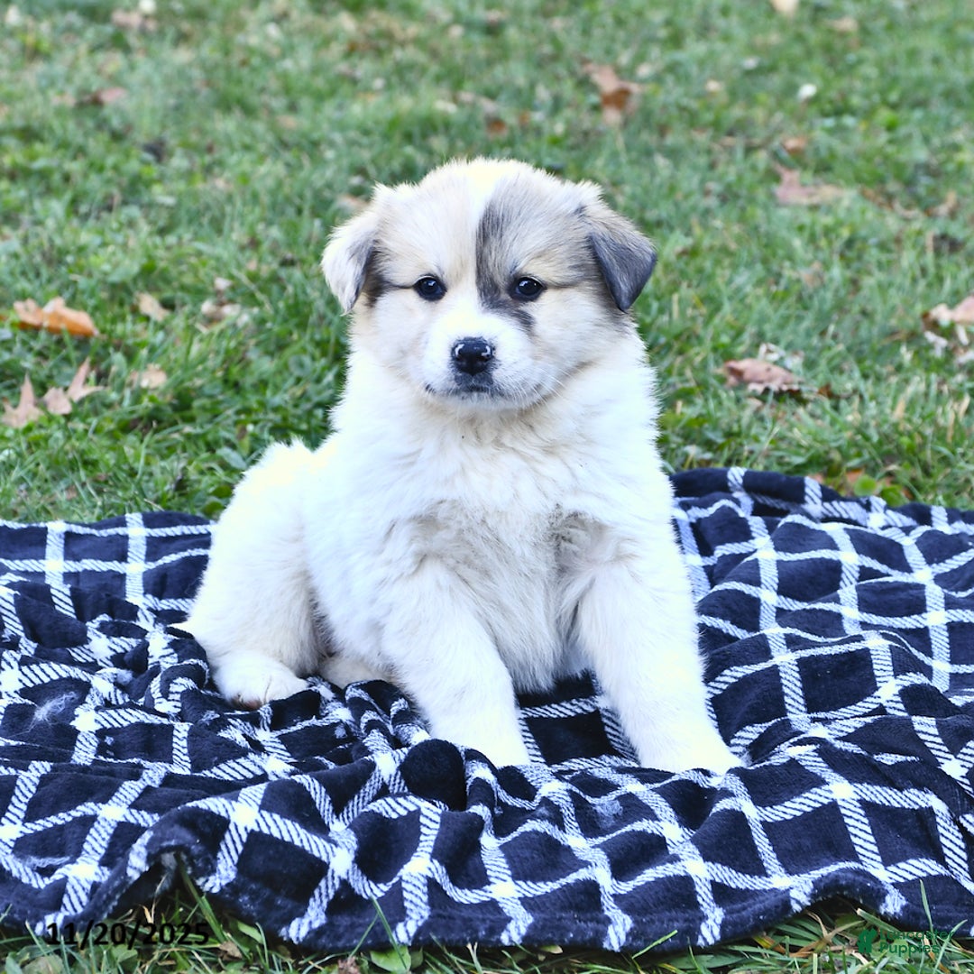 Great Pyrenees dogs for sale: Janie - Ad 7