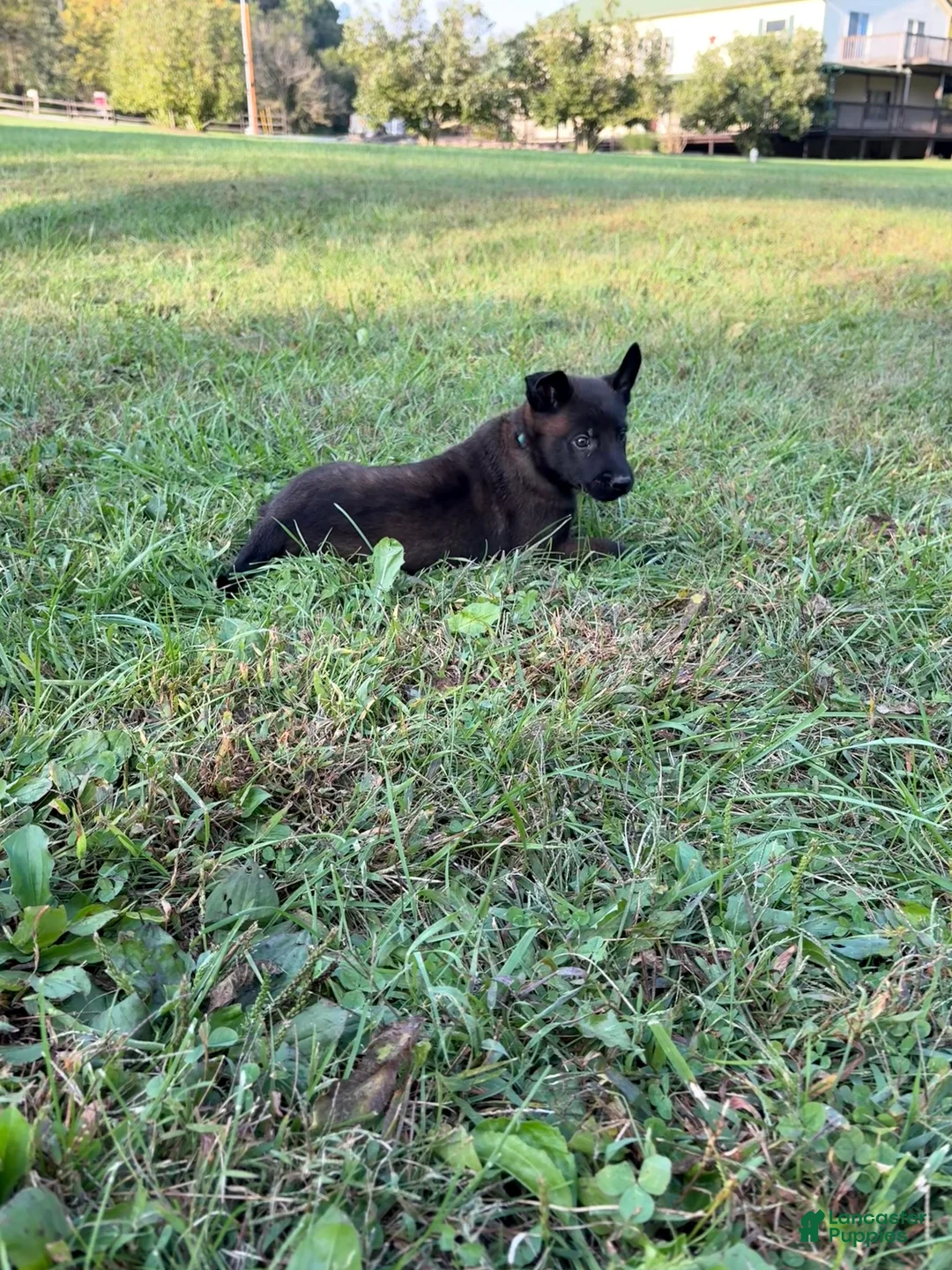 Belgian Malinois dogs for sale: Peter Parker (light blue) - Ad 2