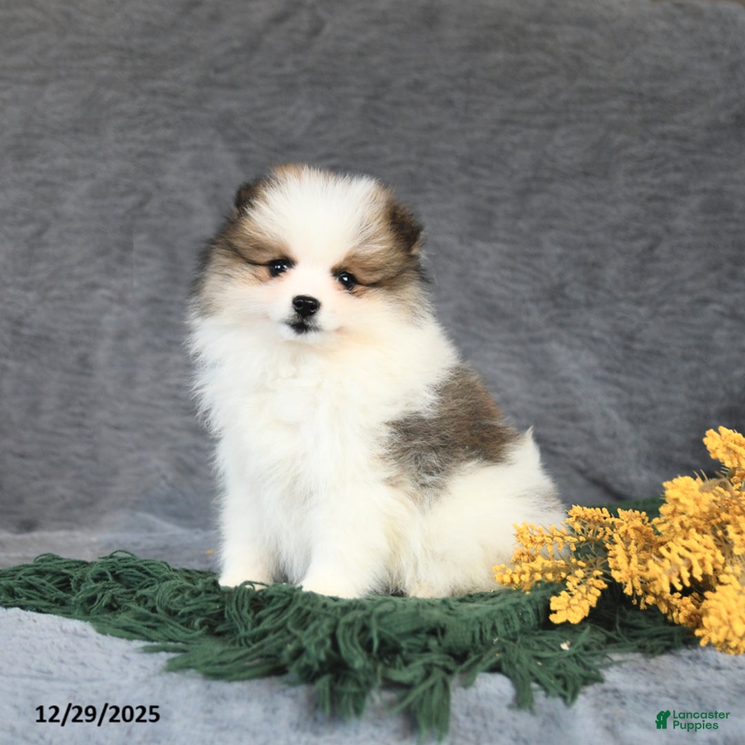 Pomeranian dogs for sale: Espresso - Ad 4