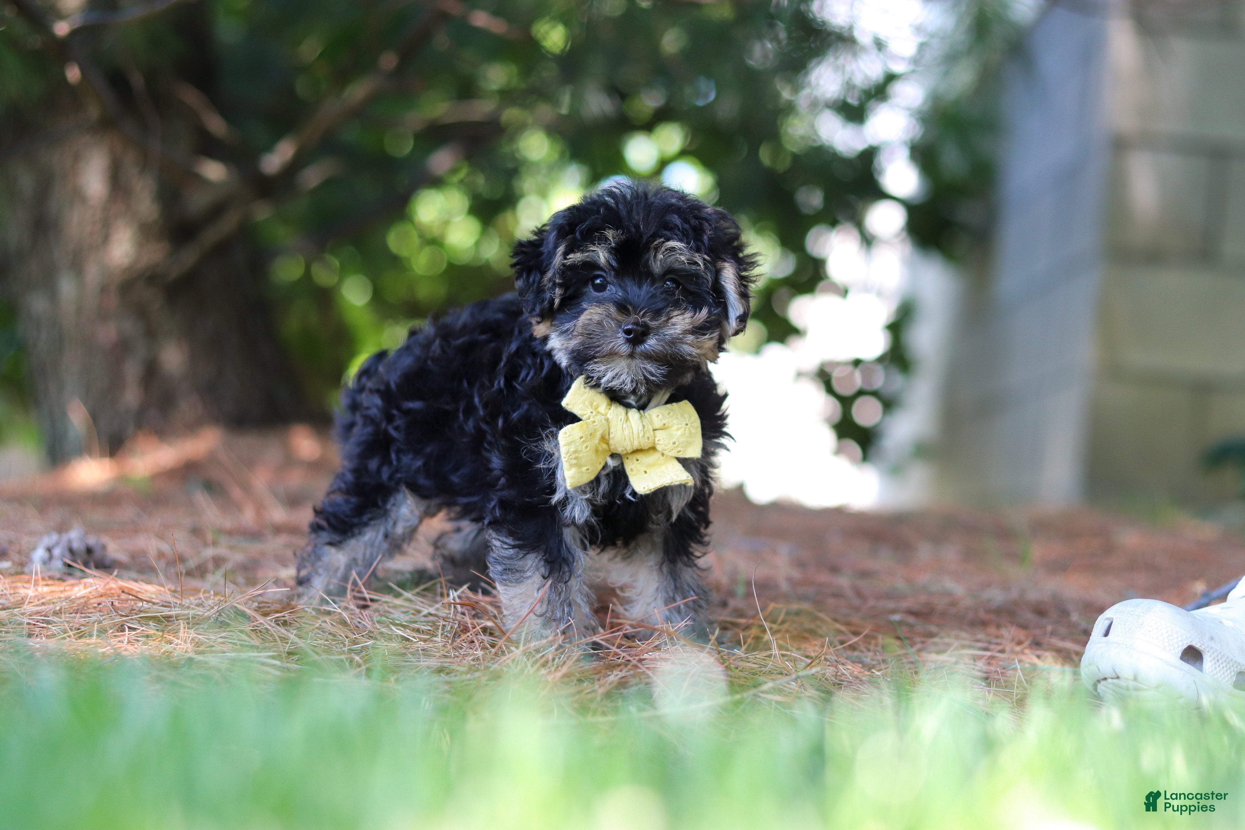 Yorkiepoo dogs Spike - Ad 1