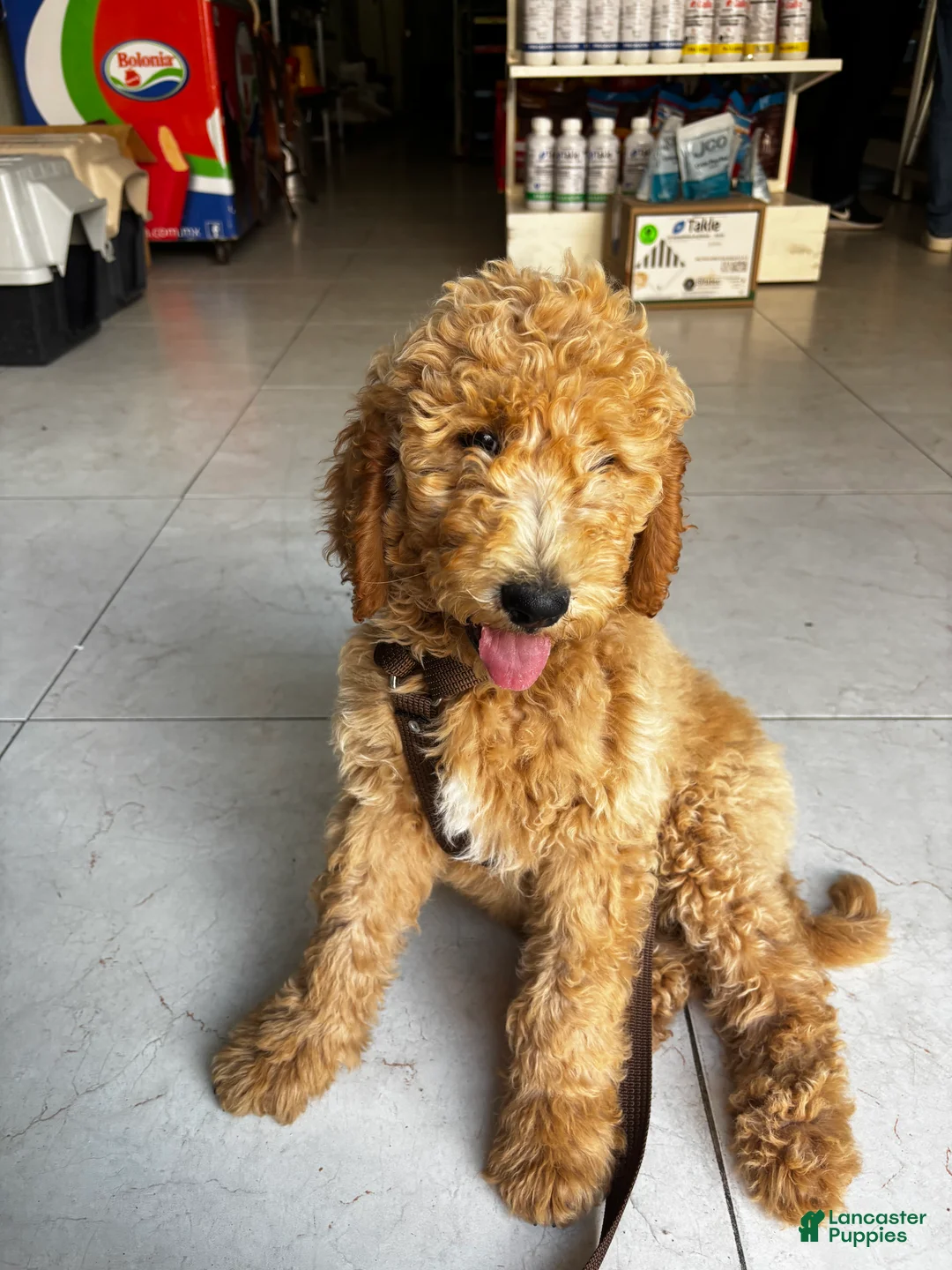 Goldendoodle dogs for sale: Bambi - Ad 1
