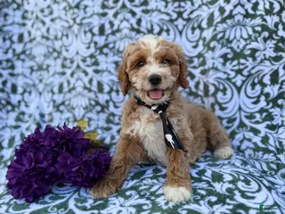 Cockapoo dogs Finn - Ad 11