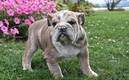 Mixed Breed dogs for sale: Maxie - Image 4