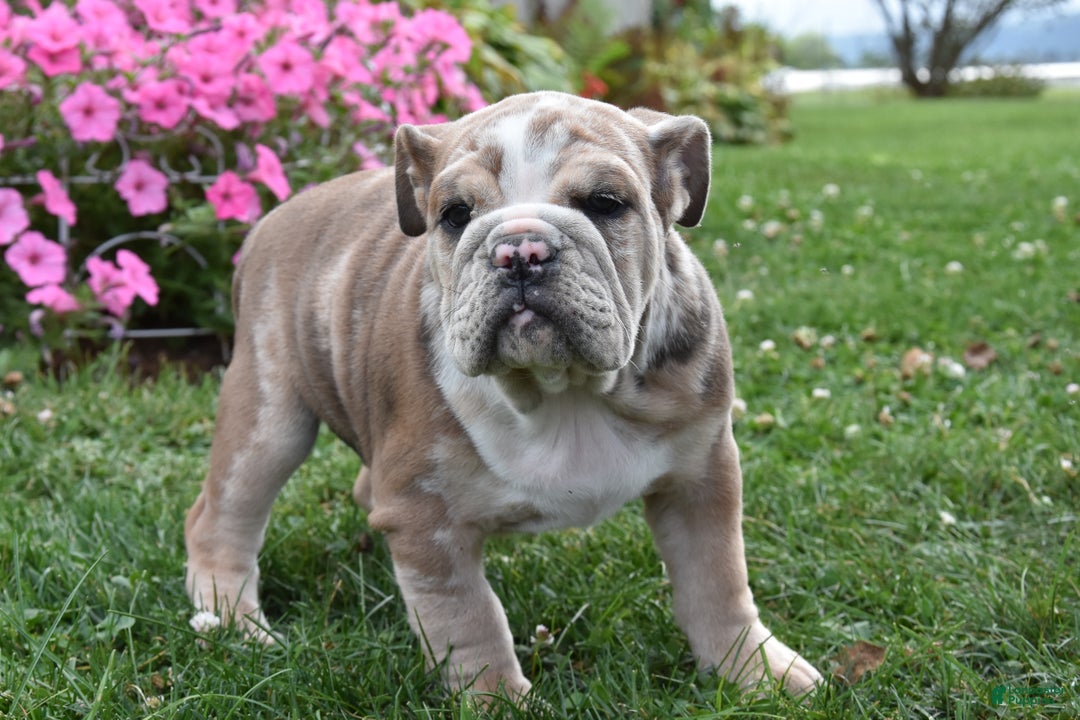 Mixed Breed dogs for sale: Maxie - Ad 4