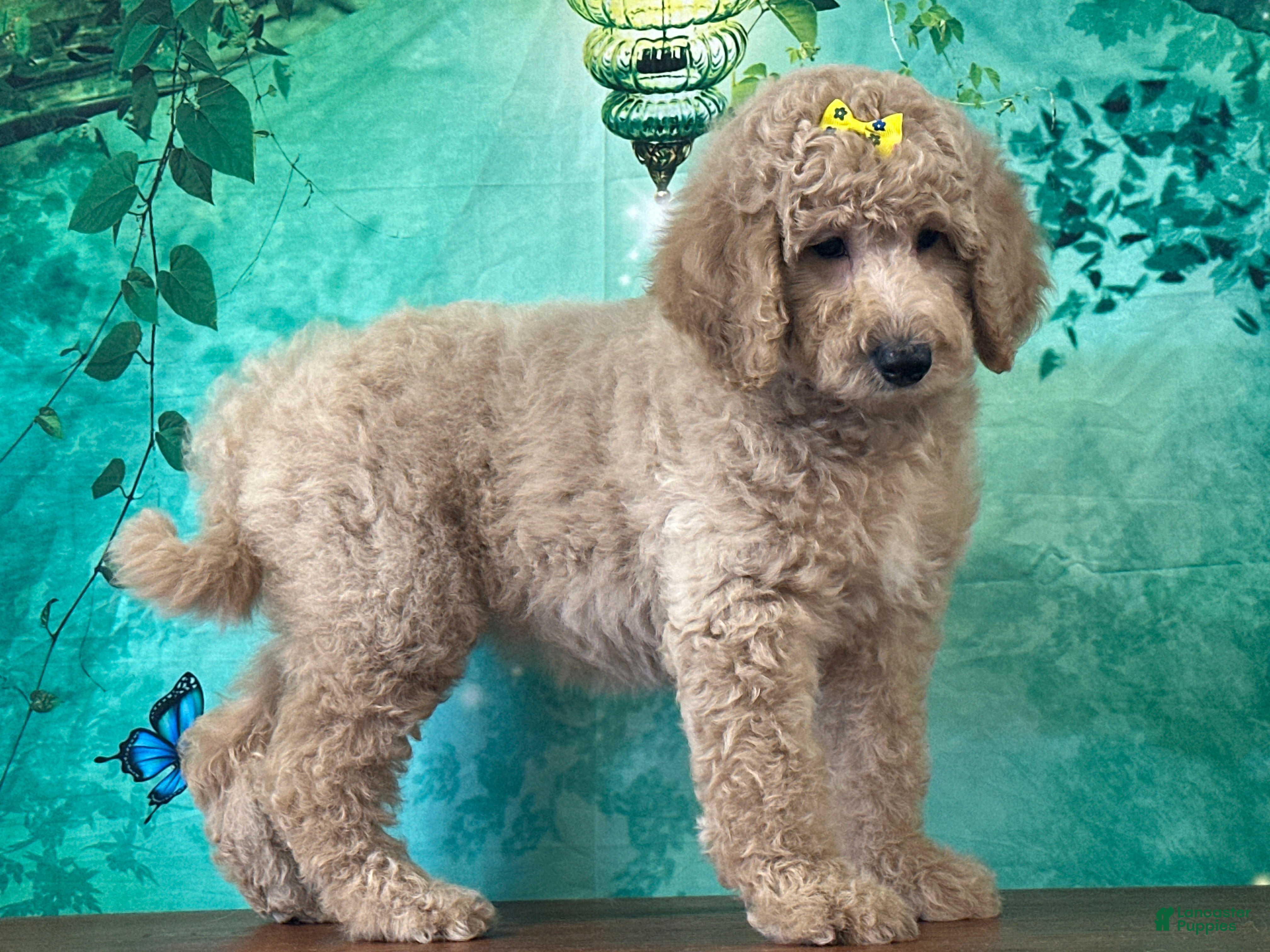 Goldendoodle dogs Queenie - Ad 2