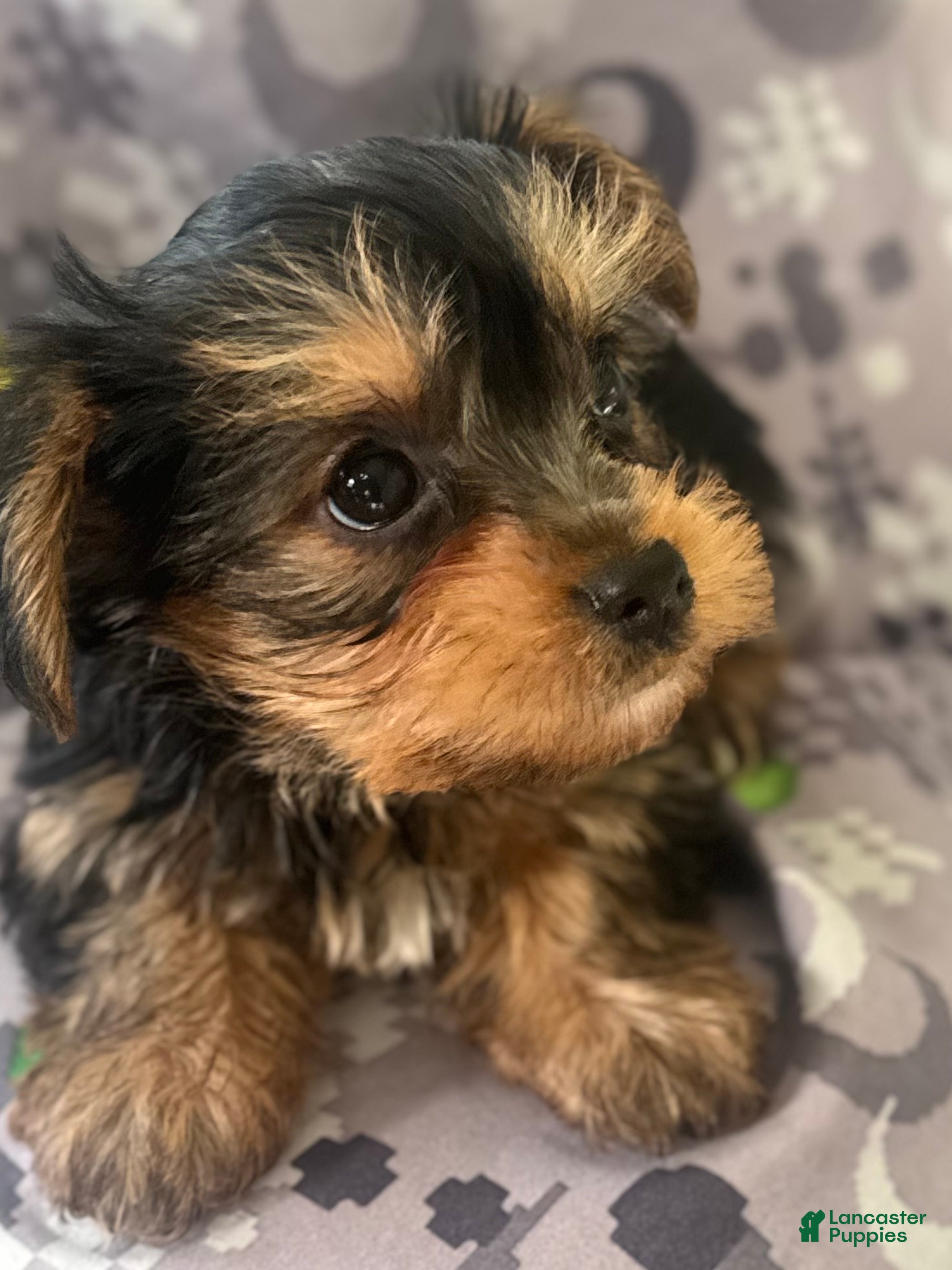 Yorkshire Terrier dogs Yorkshire Terrier  - Ad 42