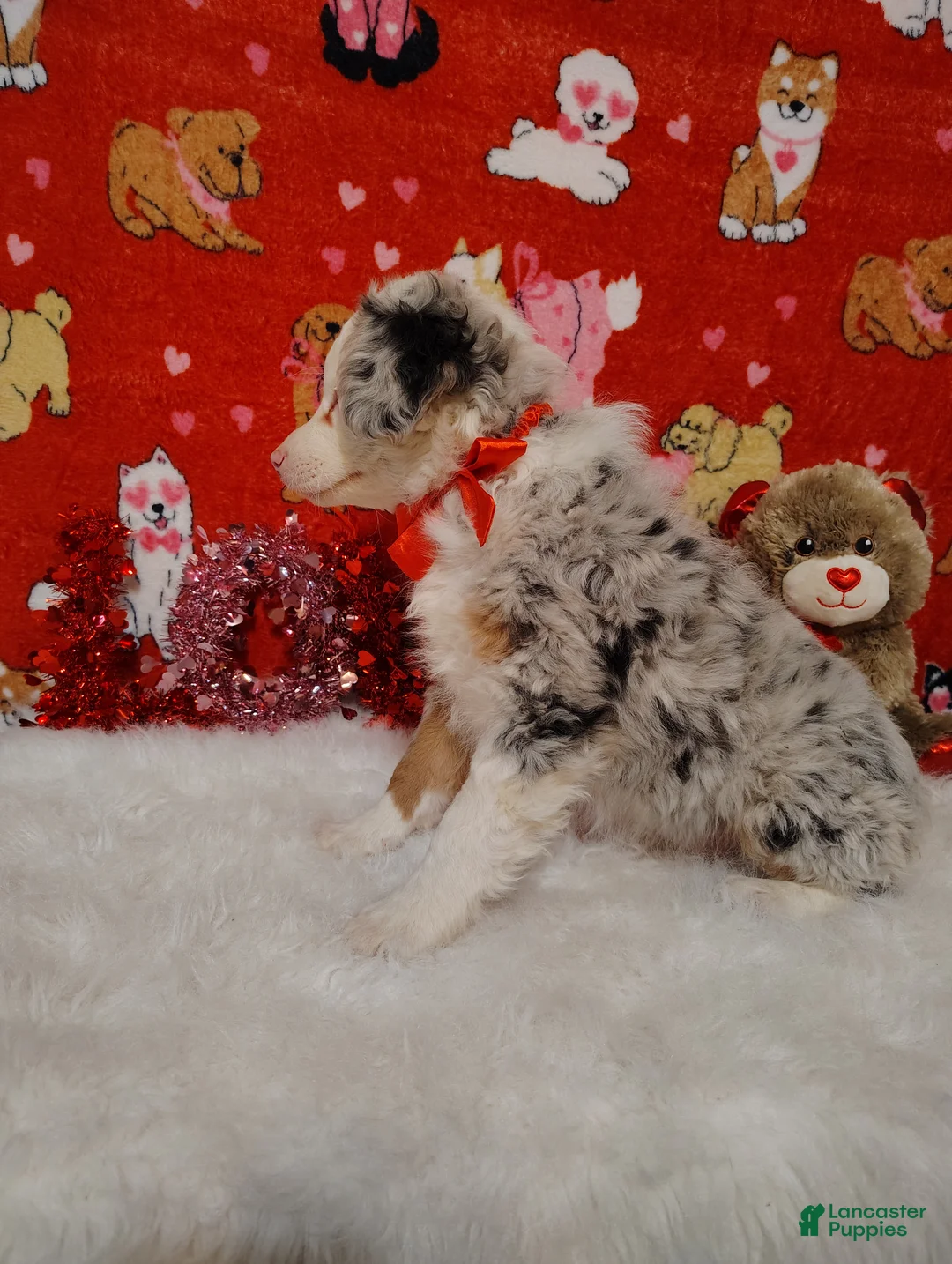 Mixed Breed dogs for sale: Jane - Ad 6