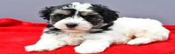 Maltipoo dogs for sale: Nugget - Ad 2