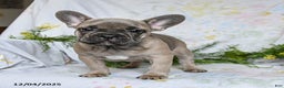 French Bulldog dogs for sale: Annie - Ad 5