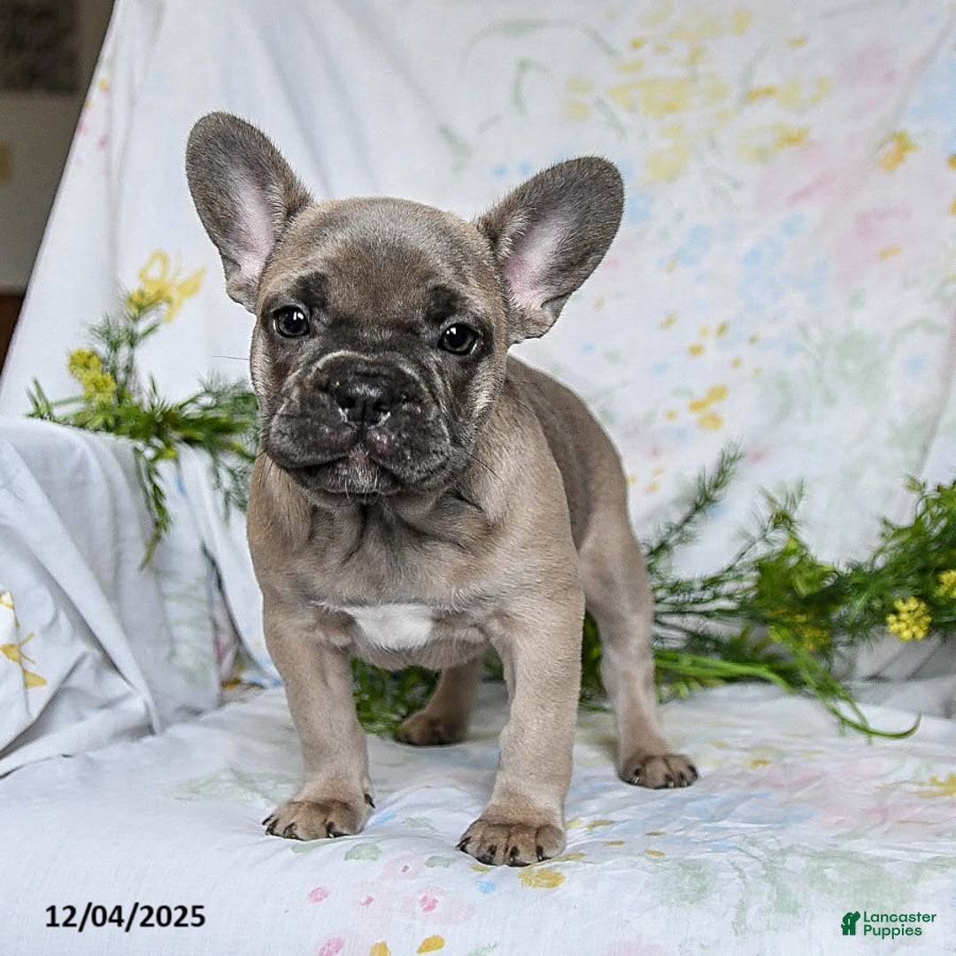 French Bulldog dogs for sale: Annie - Ad 5