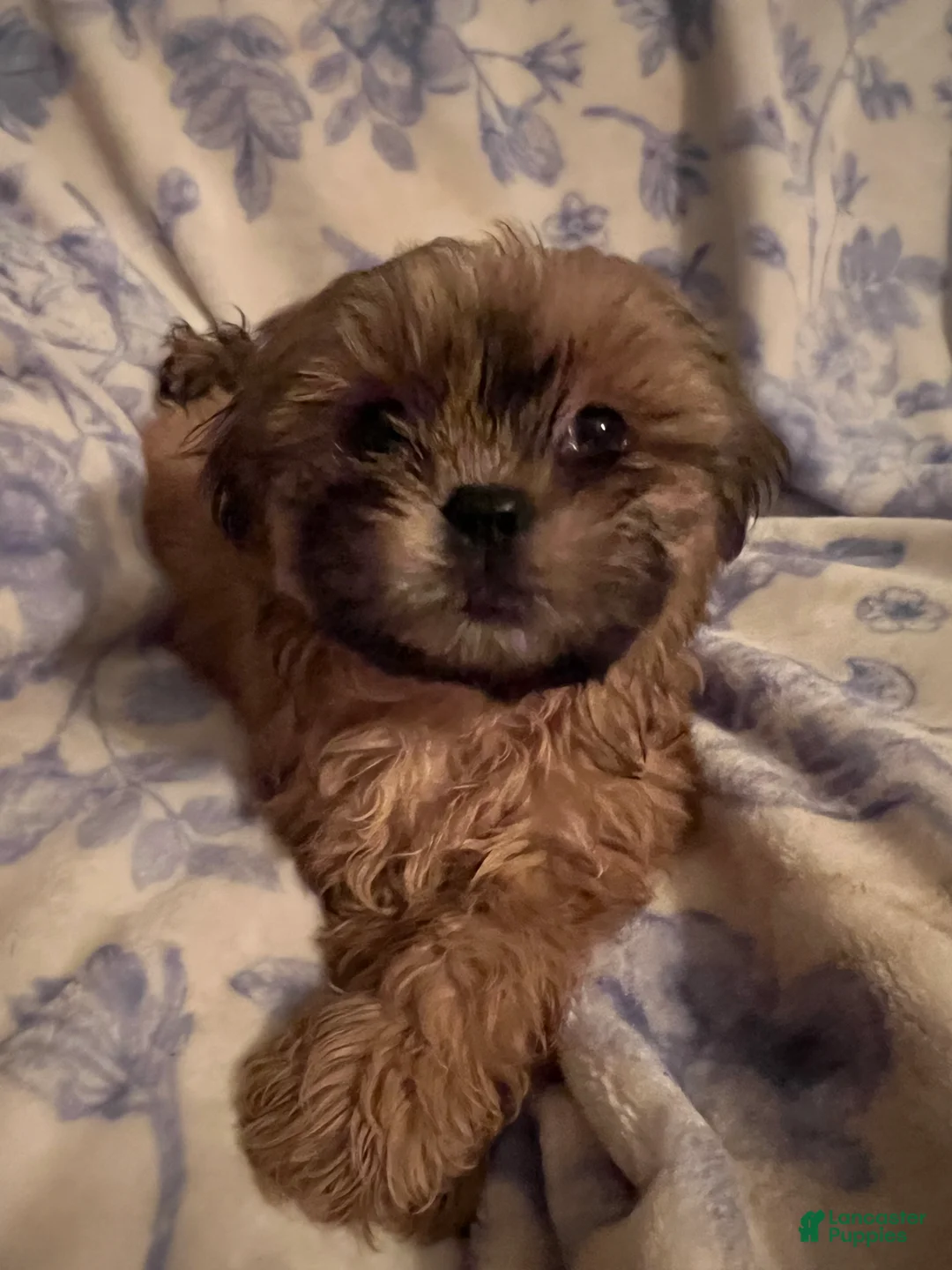 Shih Tzu dogs for sale: Shih Tzu Puppy 2 - Ad 2