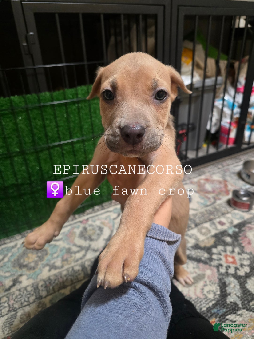 Cane Corso dogs for sale: Female cane corso ears and tails done - Ad 3