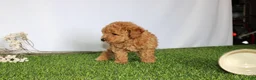 Toy Poodle dogs for sale: AKC Conner (tiny) - Ad 7
