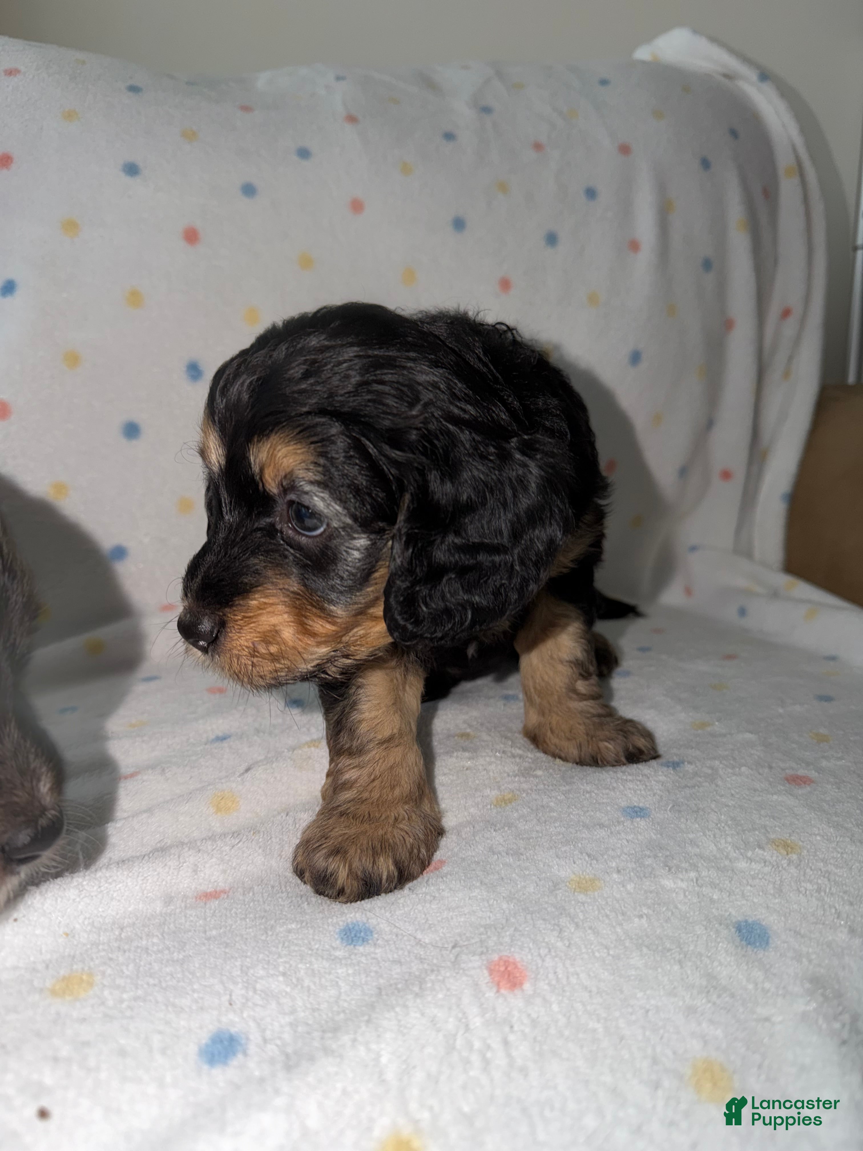 Mini Goldendoodle dogs Purple Female Goldendoodle 5 - Ad 21