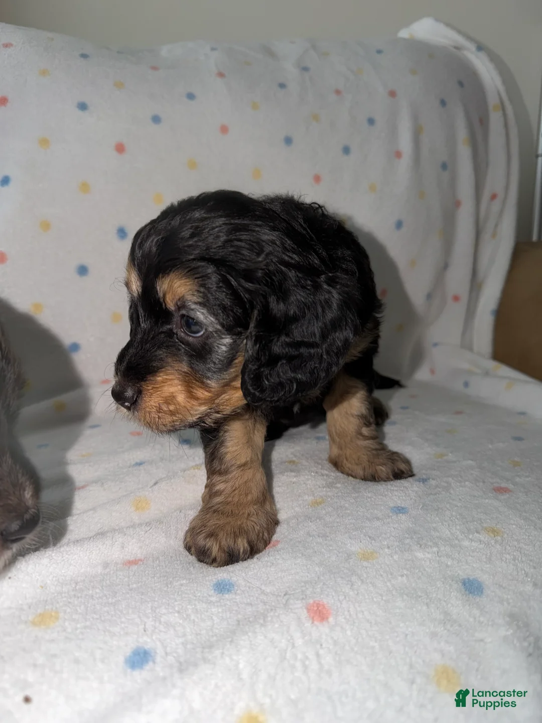 Mini Goldendoodle dogs for sale: Purple Female Goldendoodle 5 - Ad 1