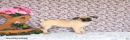 Pug dogs for sale: Lechito - Ad 5