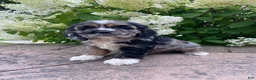 Cocker Spaniel dogs for sale: Tammy - Ad 4