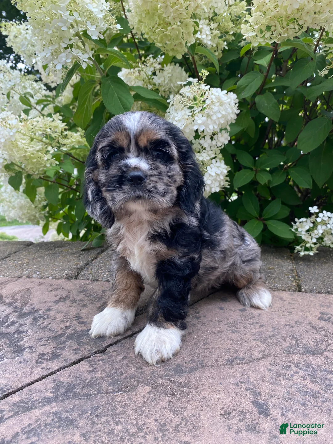 Cocker Spaniel dogs for sale: Tammy - Ad 4
