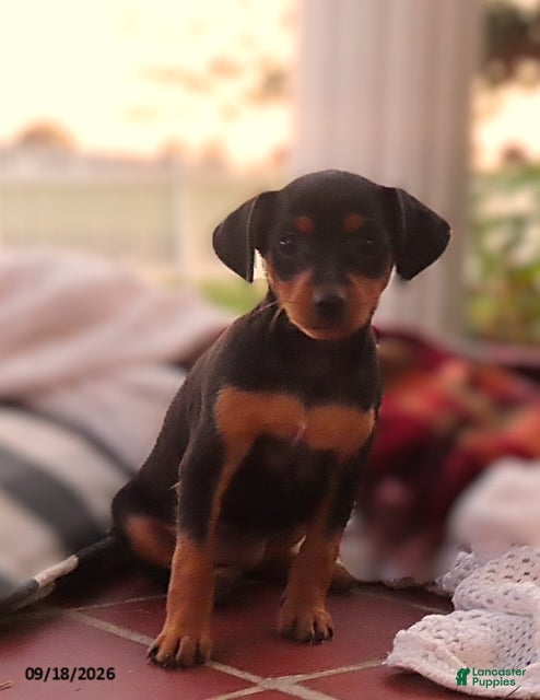 Miniature Pinscher dogs for sale: Butterscotch - Ad 1